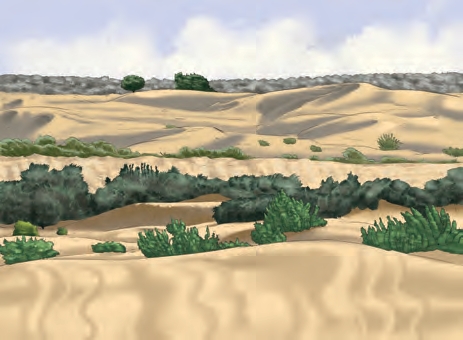(b) A Desert